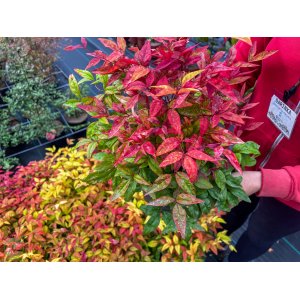 Nandina domáca (Nandina domestica) ´FIRE POWER´ - výška 20-30 cm, ⌀ 20-30 cm, kont. C3L